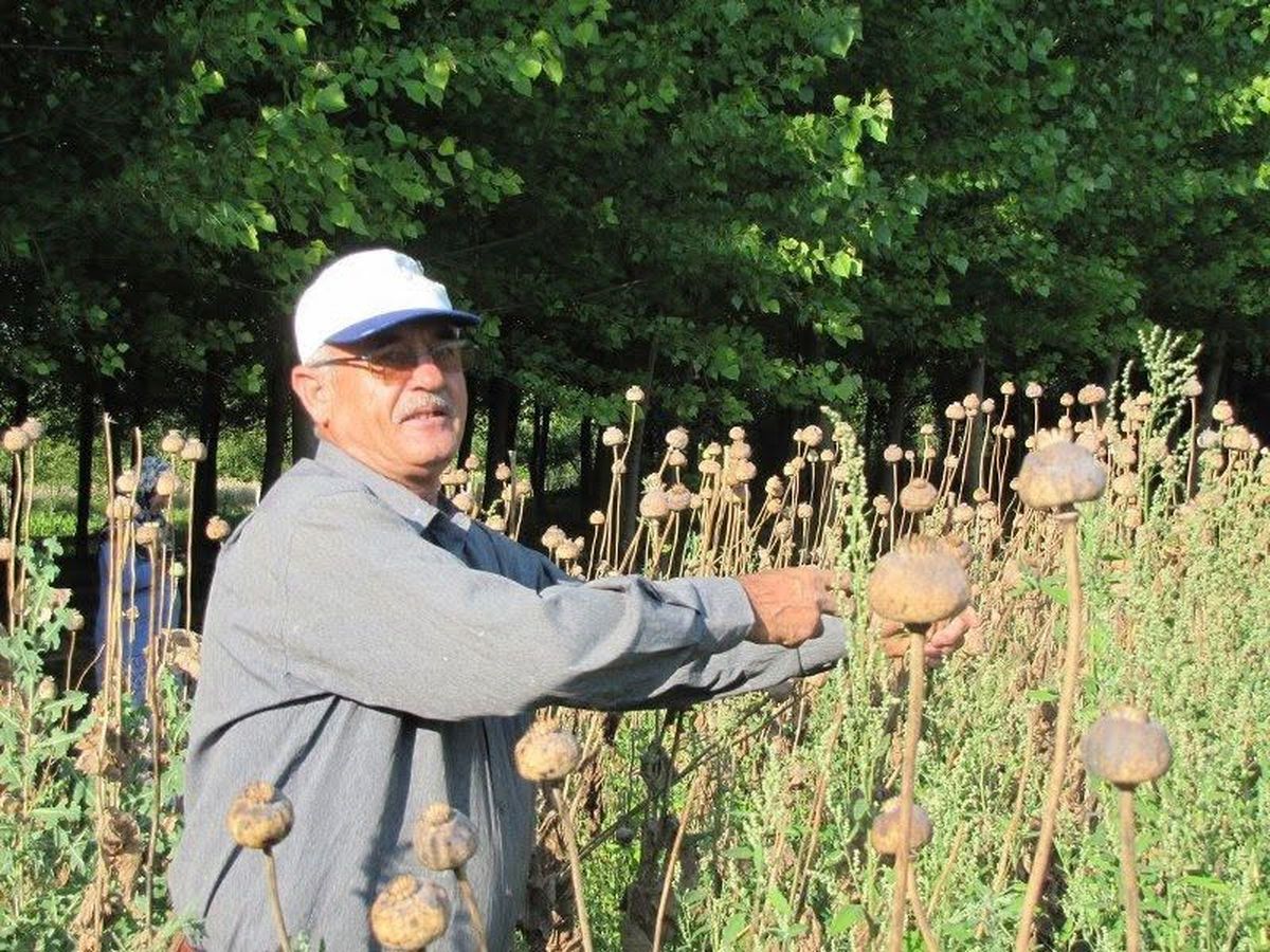 Üreticilerden haşhaş tohumu alım yapılacak