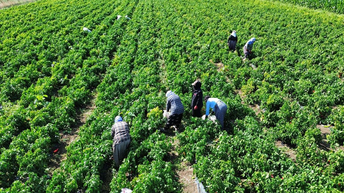 Bafra Ovası'nda kapya biber hasat etkinliği yapıldı