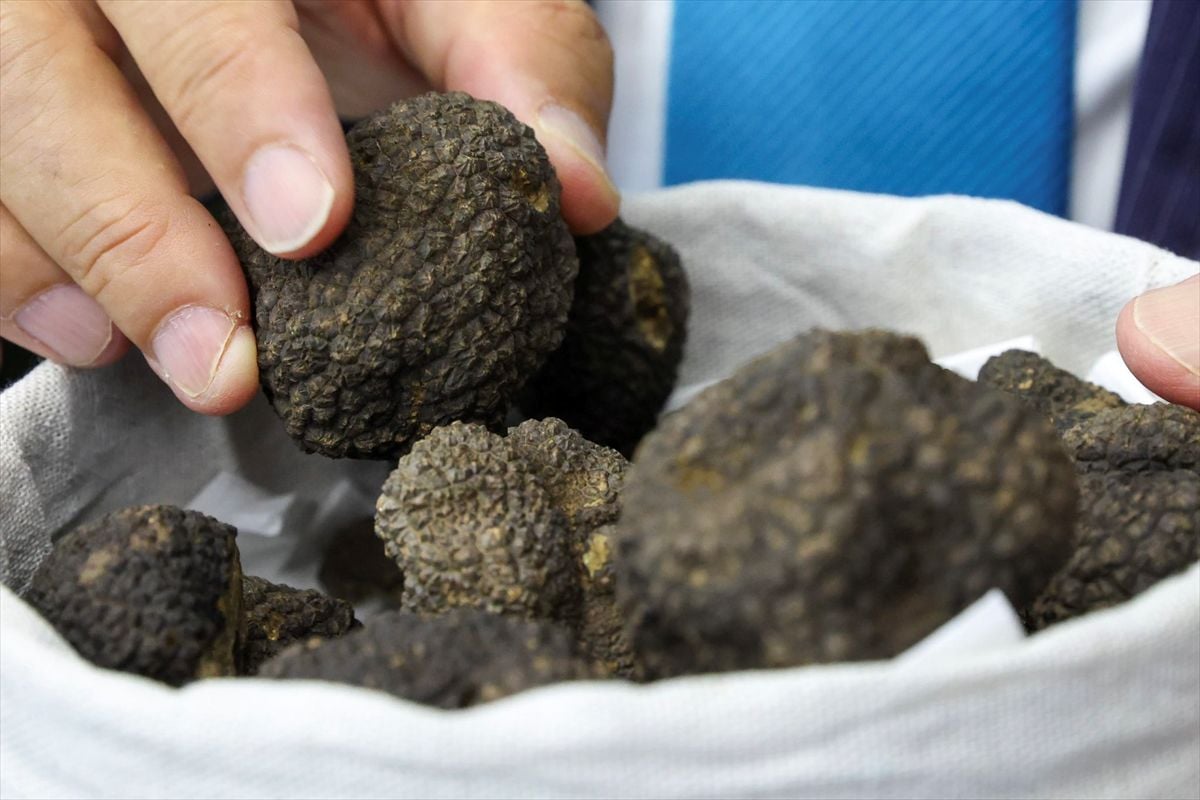 Bingöl'de meşe ormanlarında trüf mantarı potansiyeli araştırılacak