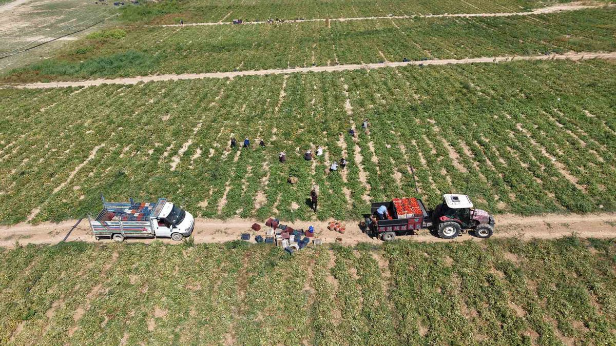 Elazığ’da 7 bin dönümde domates hasadı sürüyor