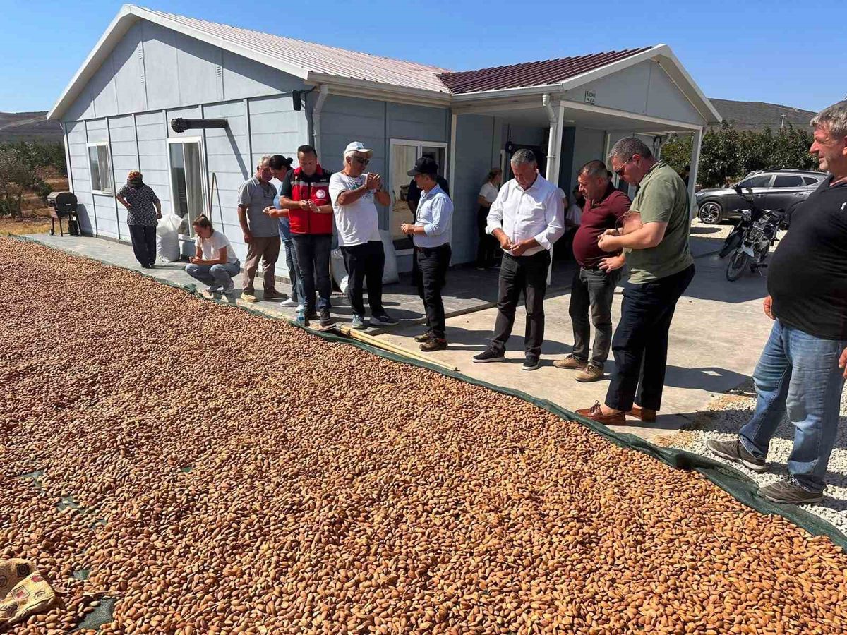Şarköy’de badem hasadı başladı