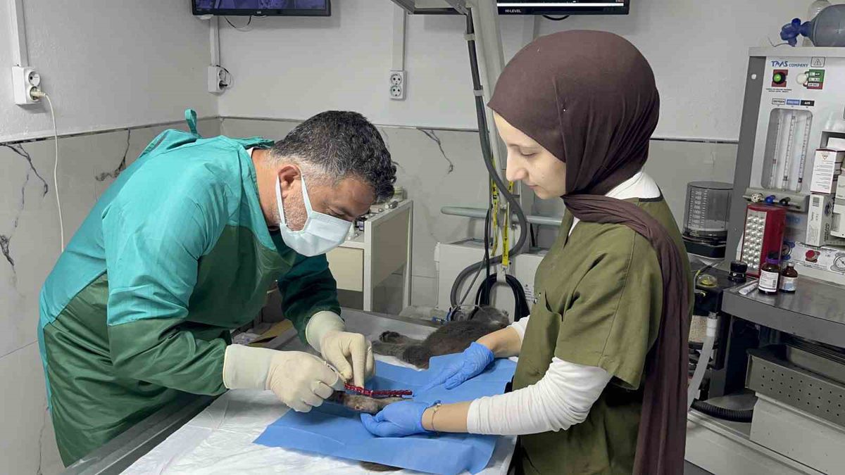 Sekizinci kattan düşerek bacakları kırılan kedi, başarılı operasyon sayesinde 4 günde yürümeye başladı