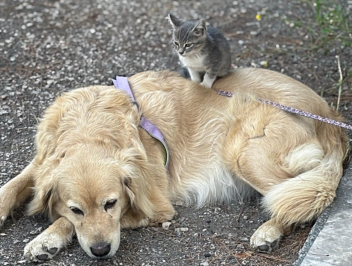 Amasya'da annesinin terk ettiği yavru kediye köpek annelik yapıyor