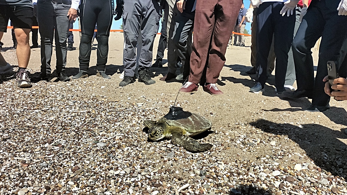 Antalya'da uydu cihazı takılan yeşil deniz kaplumbağası denize bırakıldı