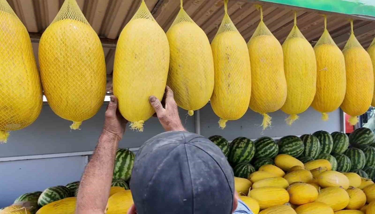 Bekledikçe güzelleşiyor, asıldıkça lezzetleniyor: Çorlu Seymen Kavunu