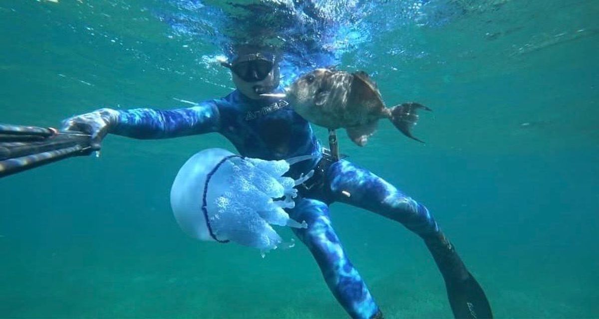 Çanakkale Boğazı’nda mavi denizanası istilası