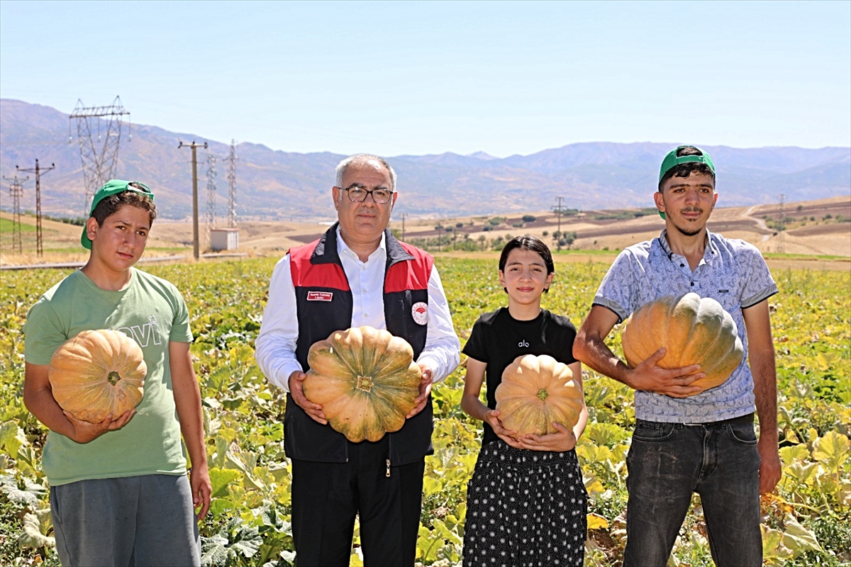 Elazığ'da 2 bin 24 dekar alanda üretilen bal kabağı hasadı başladı