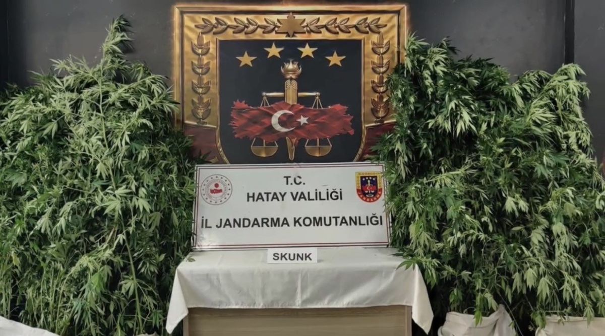 Hatay’da jandarmadan uyuşturucu operasyonu: 371 kök kenevir ele geçirildi