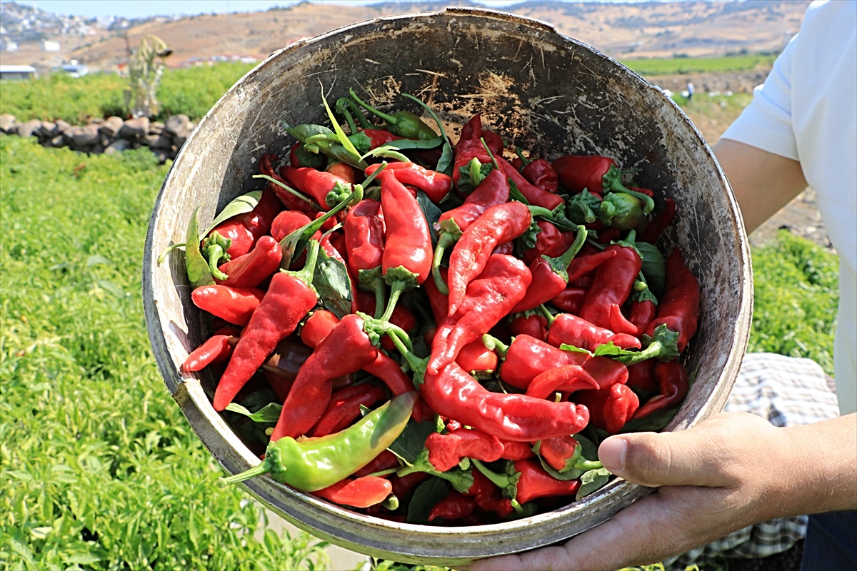 Kilis'te kırmızı biber hasadı başladı