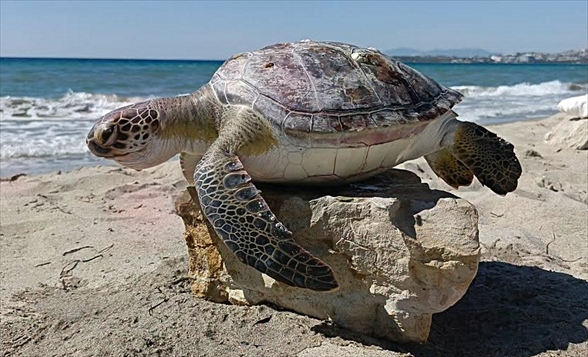 Kuşadası'nda 4 ölü deniz kaplumbağası kıyıya vurdu