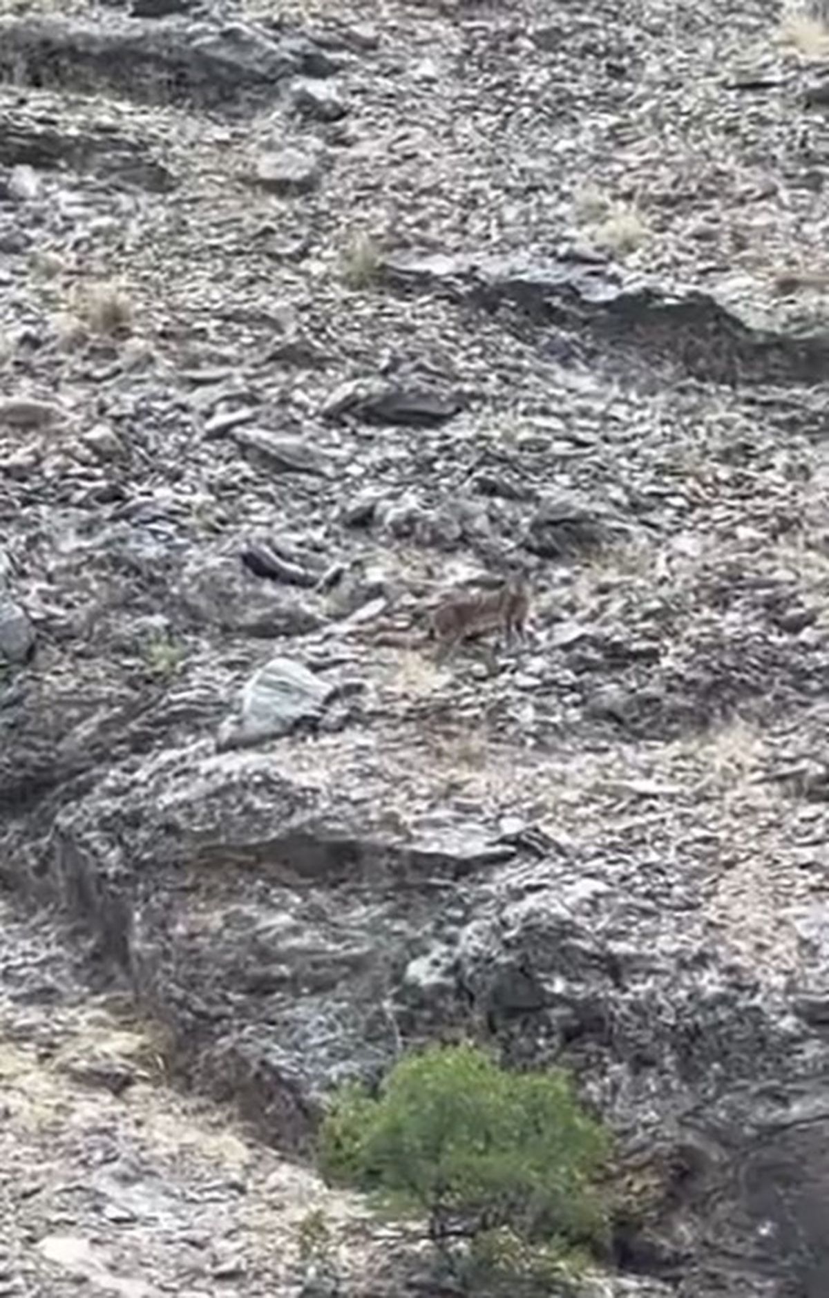 Tunceli’de vaşak görüntülendi