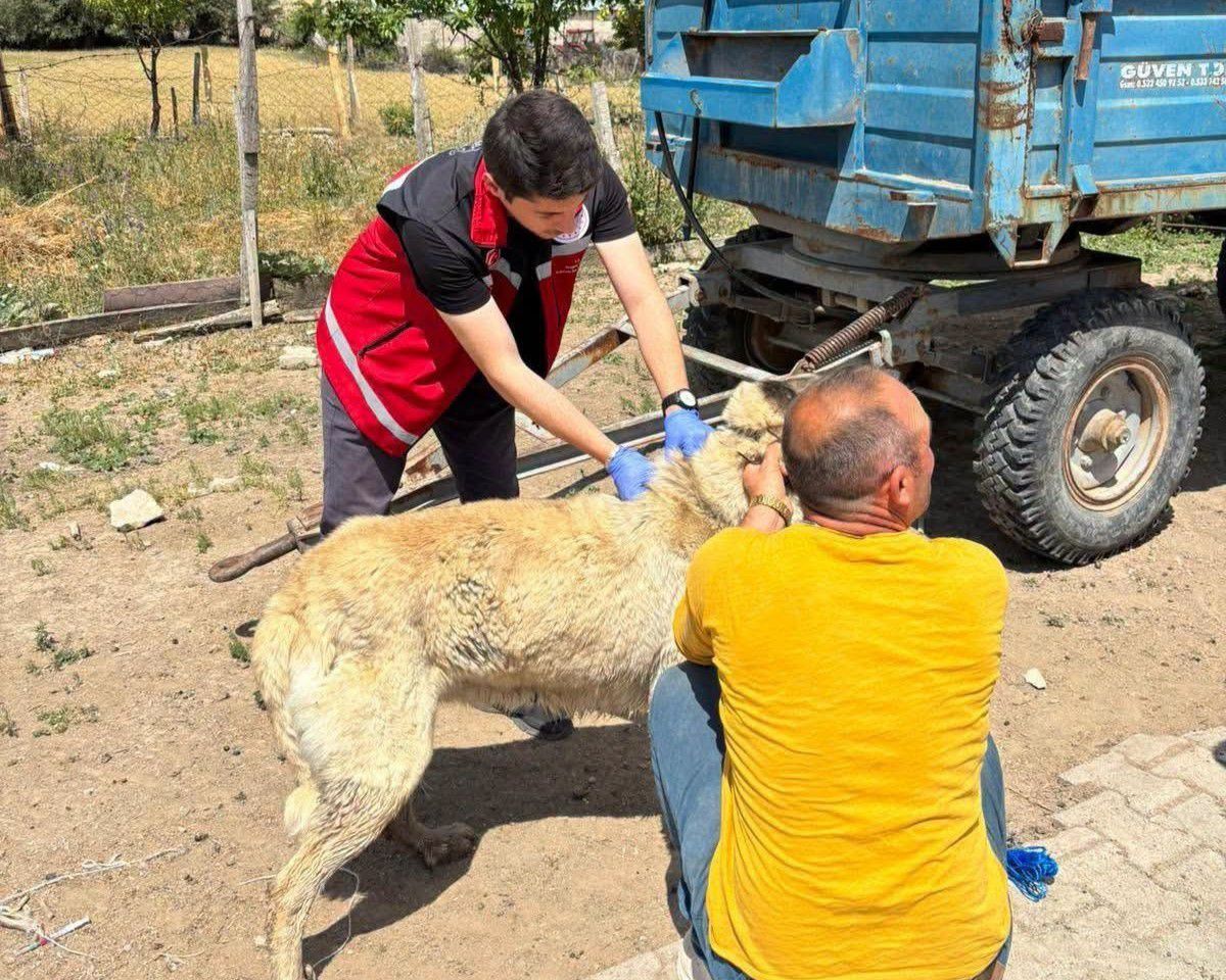 Valilik köpek sahiplerini uyardı: Kayıt yaptırmayana 10 bin, terk edene 108 bin TL ceza