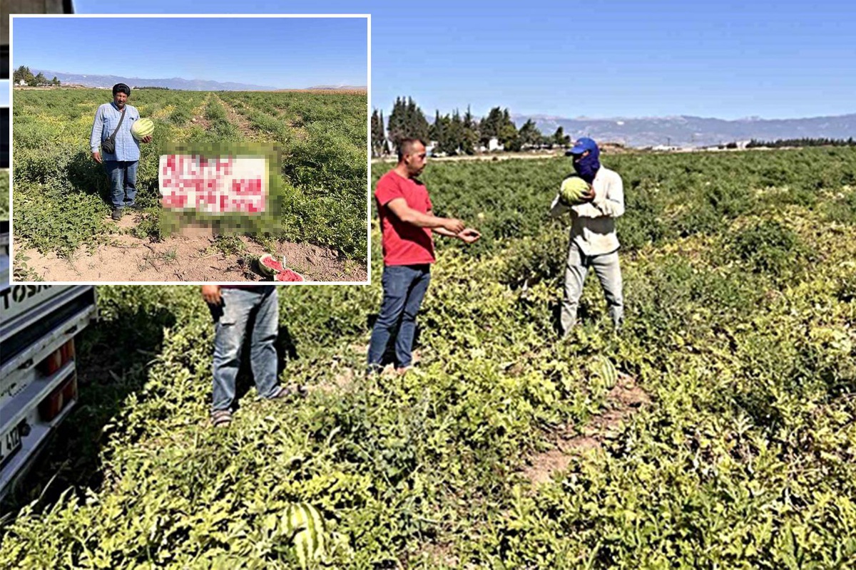 Hatay'daki karpuz tarlasındaki uyarı tabelası hırsızları durdurmaya yetmedi