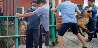 Kafesten kaçan leopar dehşet saçtı! orman görevlisine böyle saldırdı