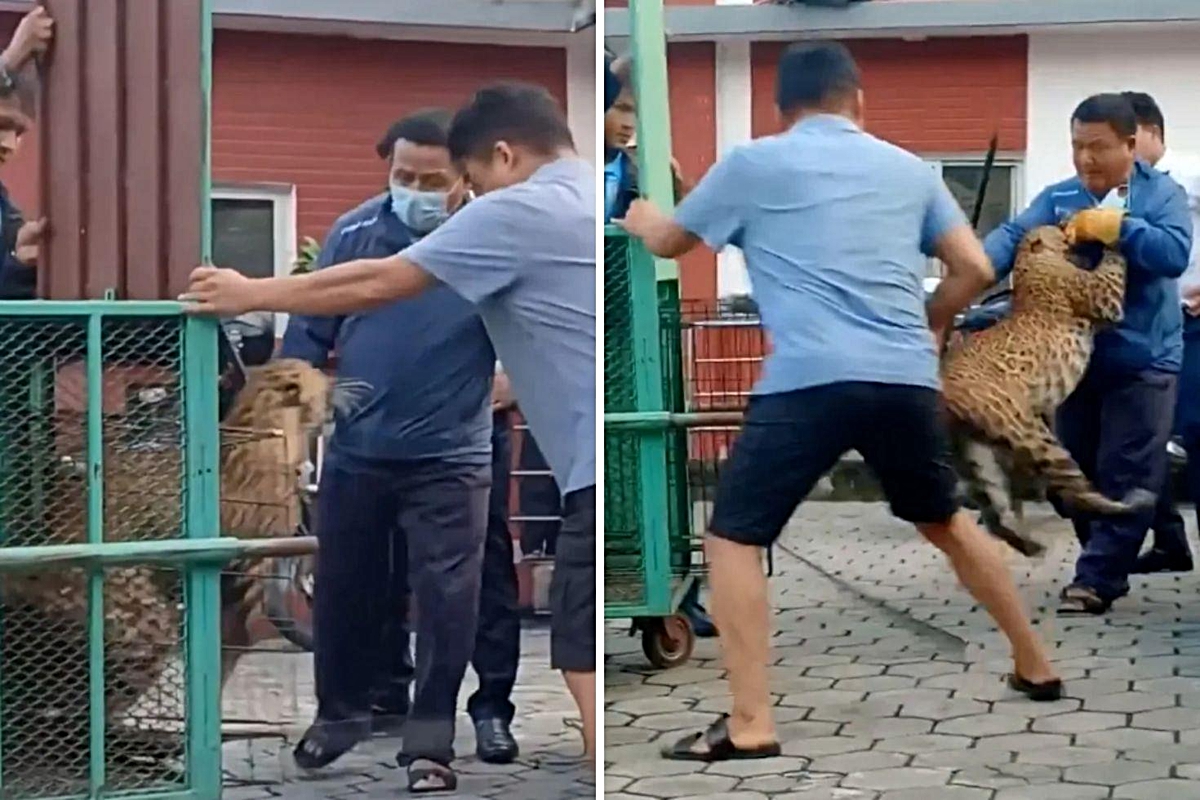 Kafesten kaçan leopar dehşet saçtı! orman görevlisine böyle saldırdı