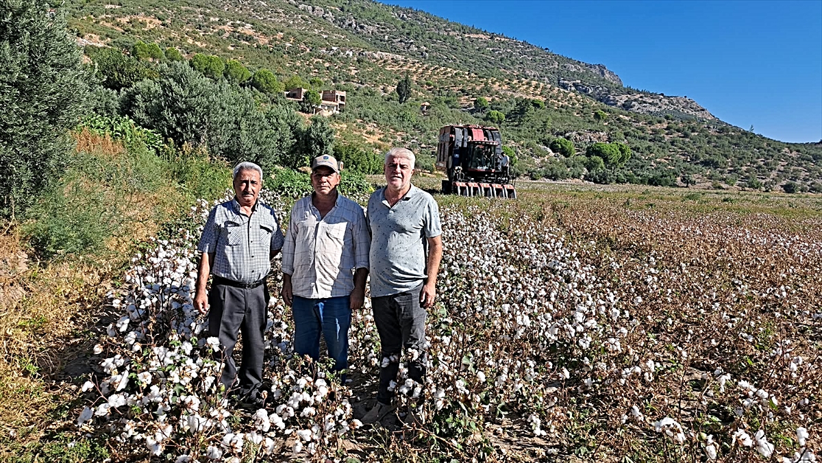 Söke Ovası'nda sezonun ilk pamuğu sembolik fiyatla satıldı