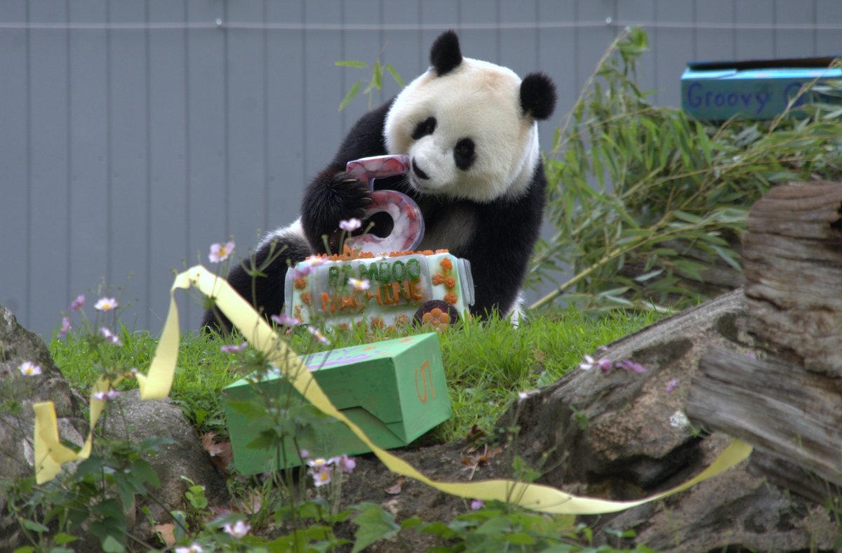 Albüm: ABD’de dev panda Qing Bao beşinci yaş gününü kutladı