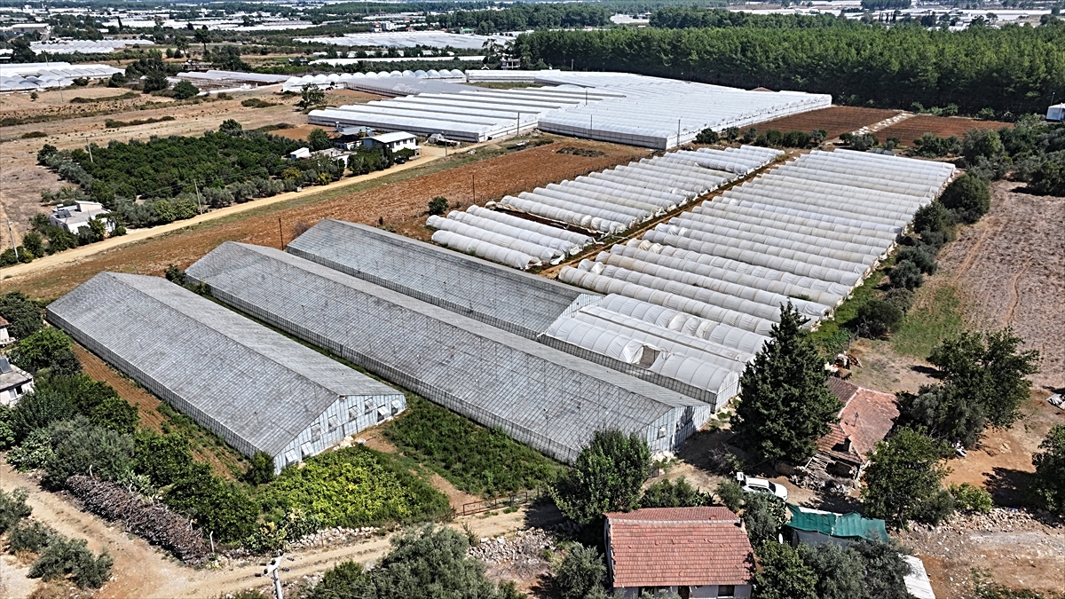 Antalya'da 200 bin dekarlık alandaki seralarda dönüşüm hamlesi