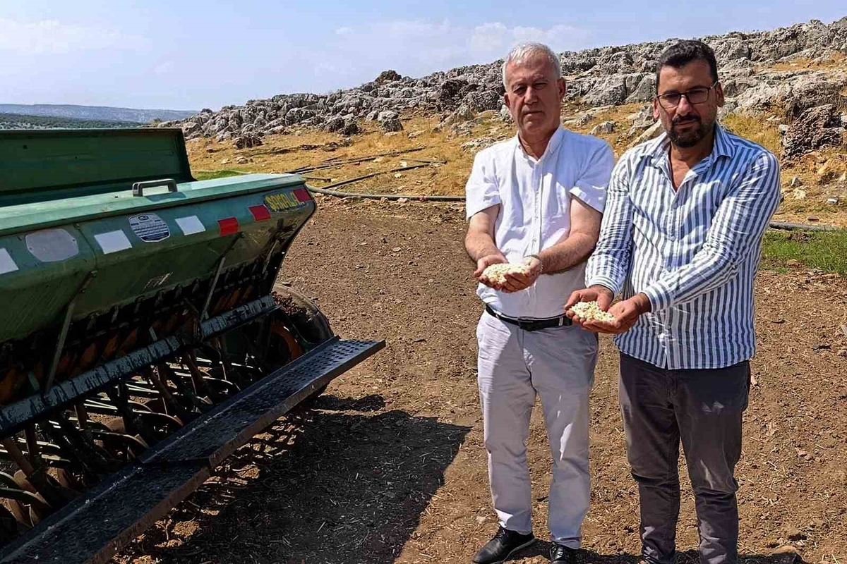 Araban sarımsağında zambak anaç tohum dönemi başlıyor
