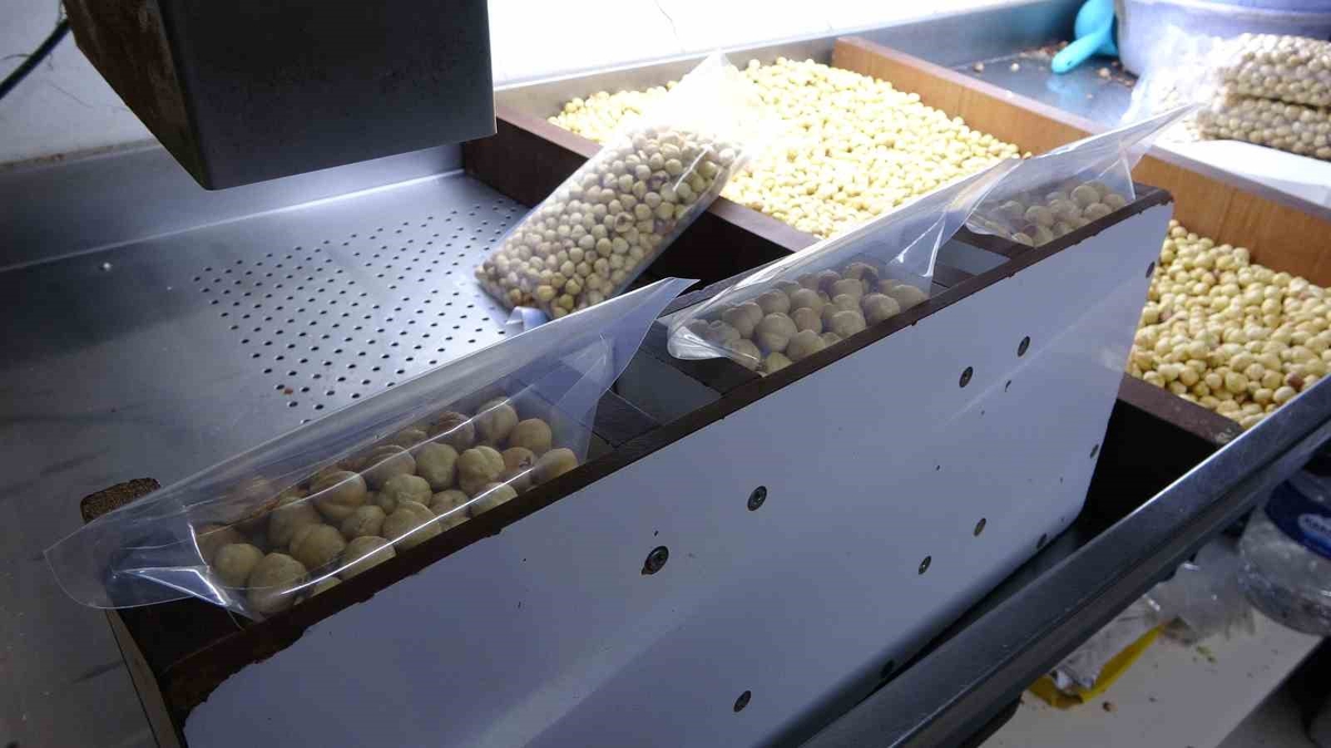 Fındıkta hasat sezonu tamamlandı; kırım, kavurma ve paketleme çalışmaları başladı
