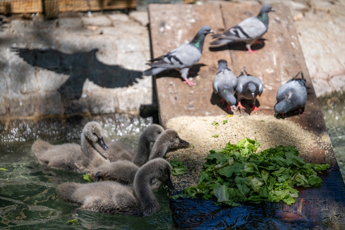 Kuğulu Park'ın kuğu yavrularına özel bakım
