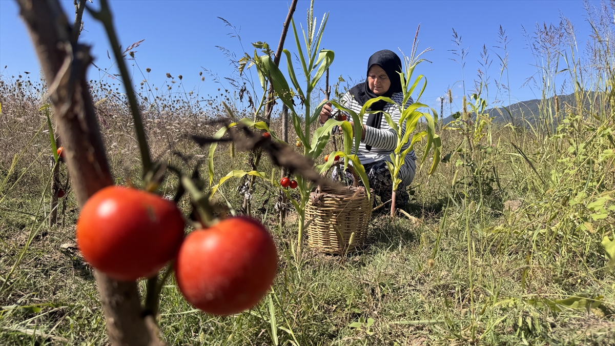Üreten kadınların emeği kooperatif çatısı altında katma değere dönüşüyor