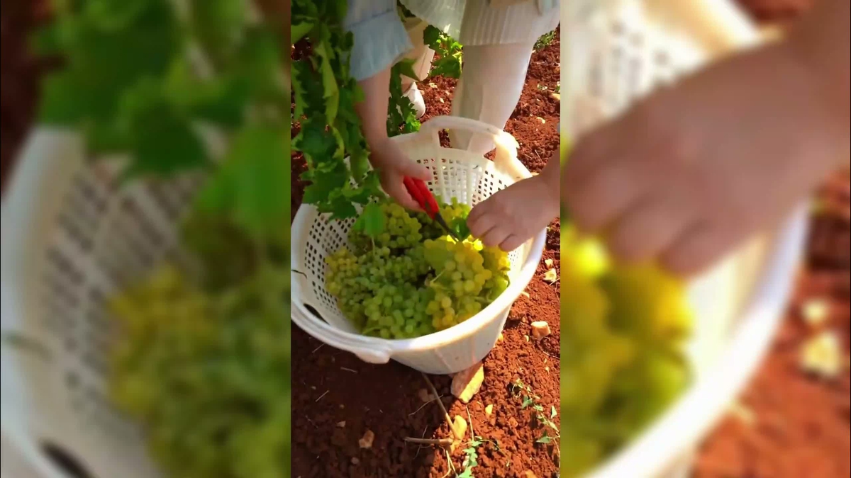 Yeni Yol Denizli Milletvekili Ün: 'Bu dönemin çiftçisi bu dönemin Milli Mücadele kahramanı'