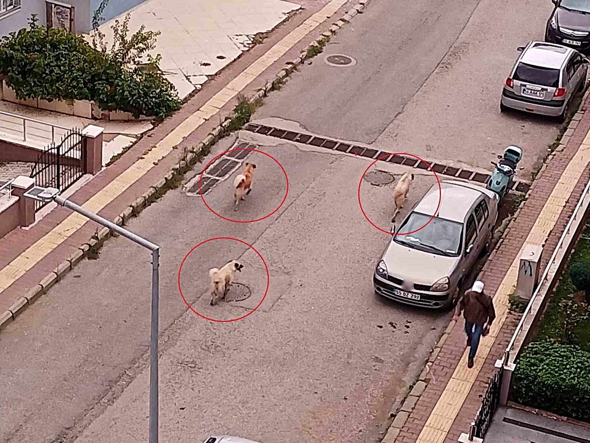 Atakum’da başıboş köpek tedirginliği