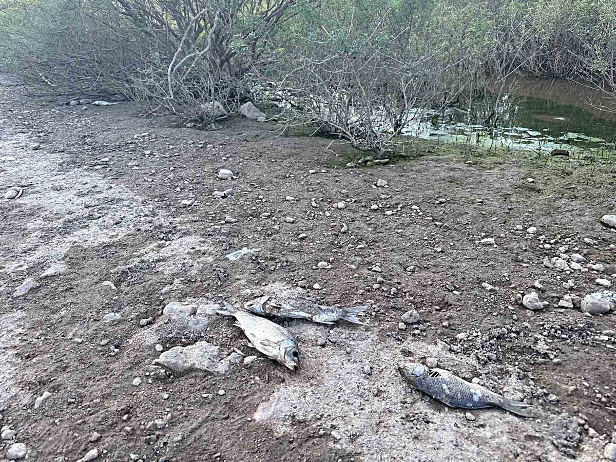 Ayvacık Barajı’nda toplu balık ölümleri