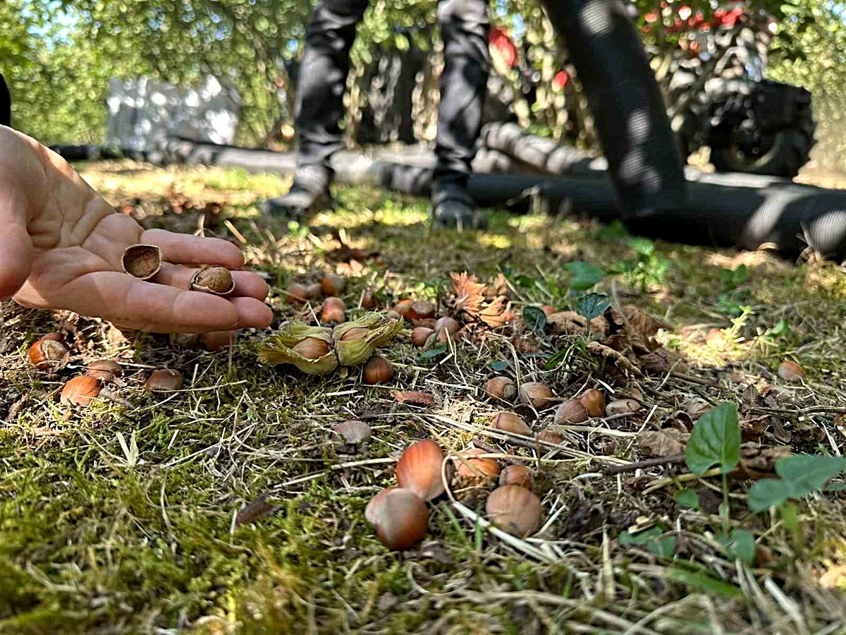 Düzce’de tarımsal üretim sahada yakından takip ediliyor