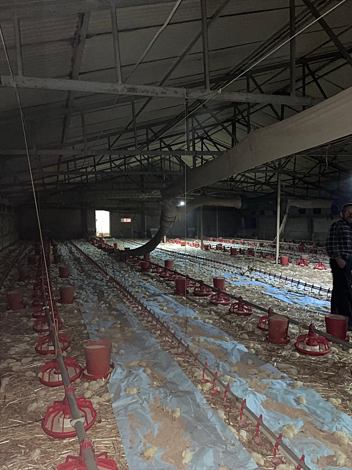 Göynük'te yanan kümeste 24 bin civciv öldü