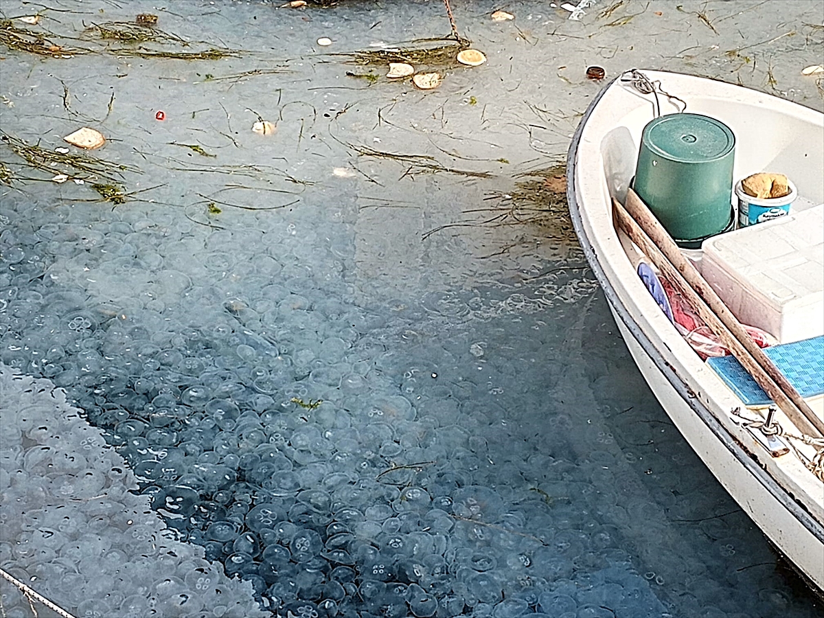 Karamürsel Balık Adası'nda denizanası yoğunluğu oluştu