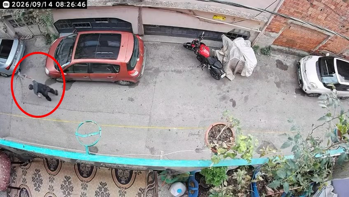 Bursa'da tepki çeken görüntü! Kucağındaki kediyi kafasından tutup yere vurdu