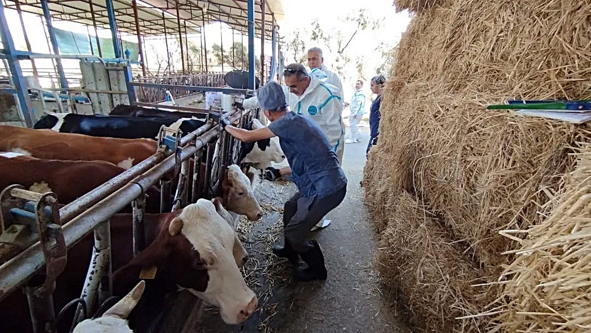 Aydın’da sonbahar şap aşısı kampanyası başladı