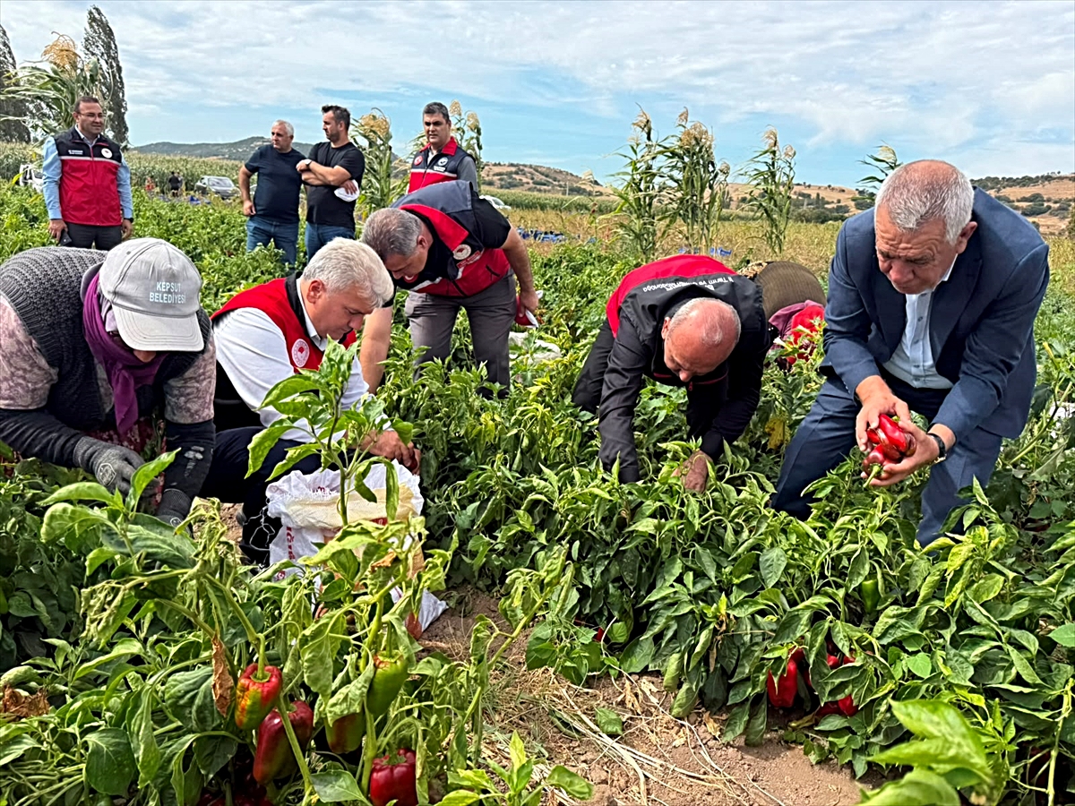 Balıkesir Milletvekili Mustafa Canbey, Kepsut'ta kapya biber hasadına katıldı