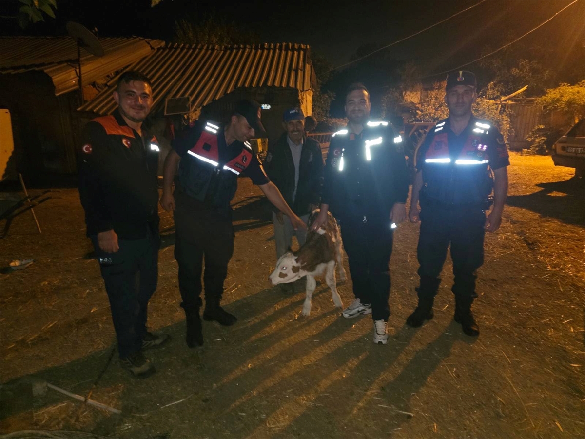 Bilecik'te kaybolan büyükbaş hayvan yeni doğan buzağı ile bulundu