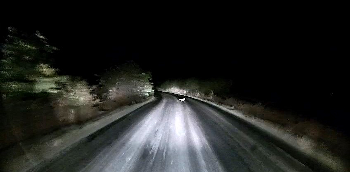 Edirne’de araç farlarına yakalanan tilkinin kaçış anı kamerada