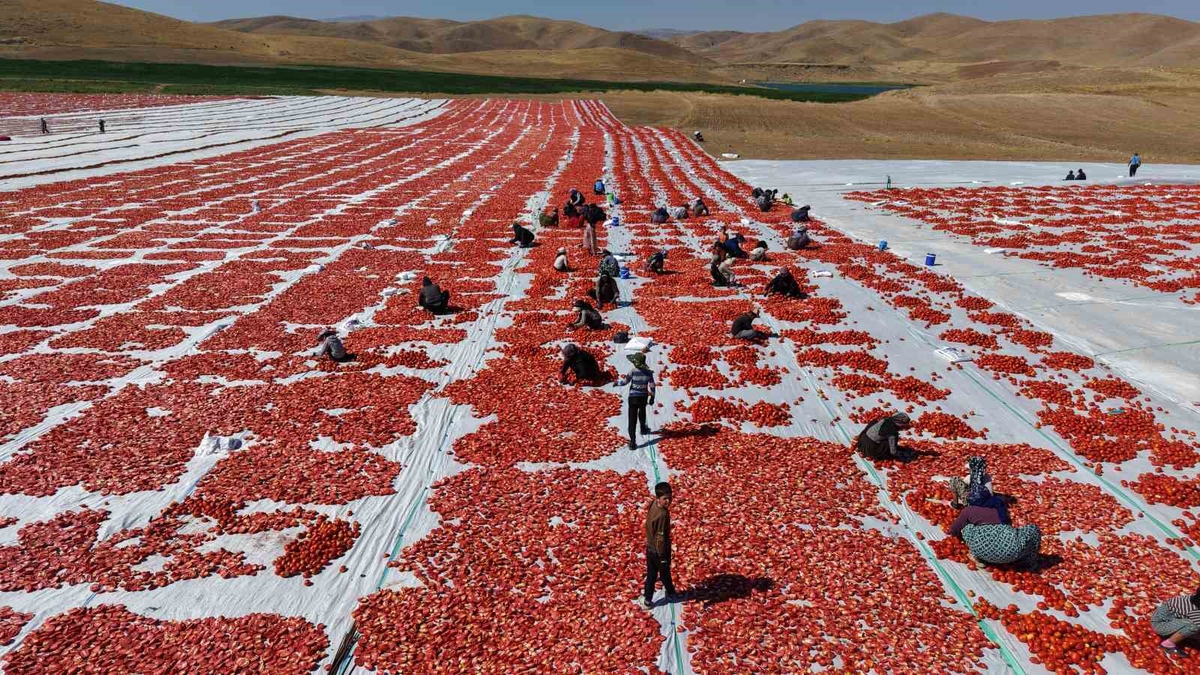 Elazığ’da üretilen domatesler, dünya sofralarını tatlandırıyor