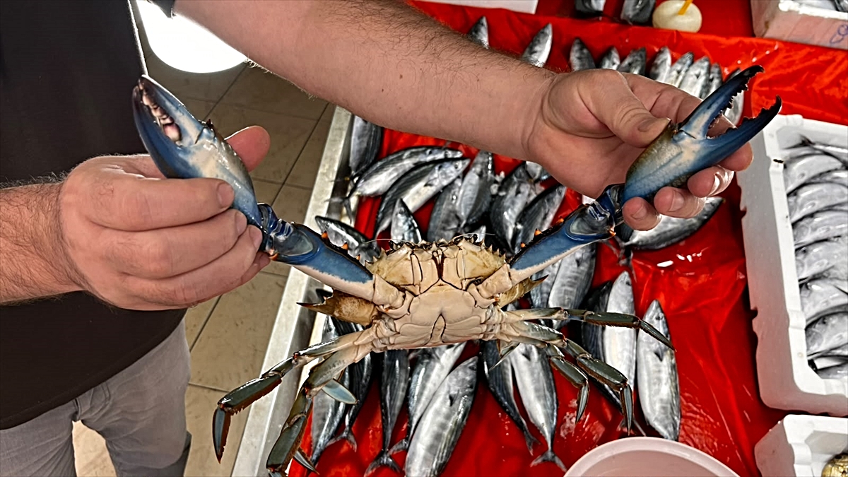 Sinop'ta nadir görülen mavi yengeç bulundu