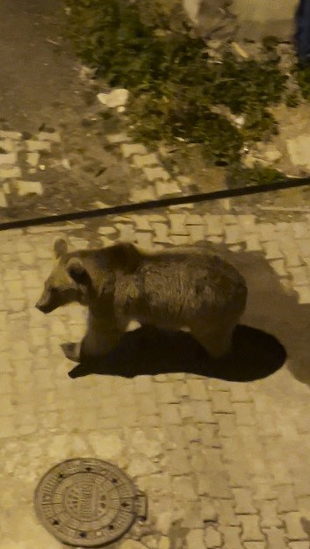 Kars’ta boz ayılar mahalle aralarında cirit attı: Biri gözcü, diğeri peşinden sallana sallana ilerledi