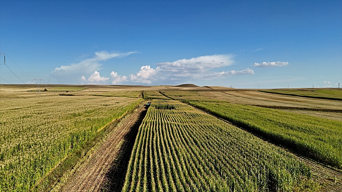 Kars'ta silajlık mısır hasadı sürüyor