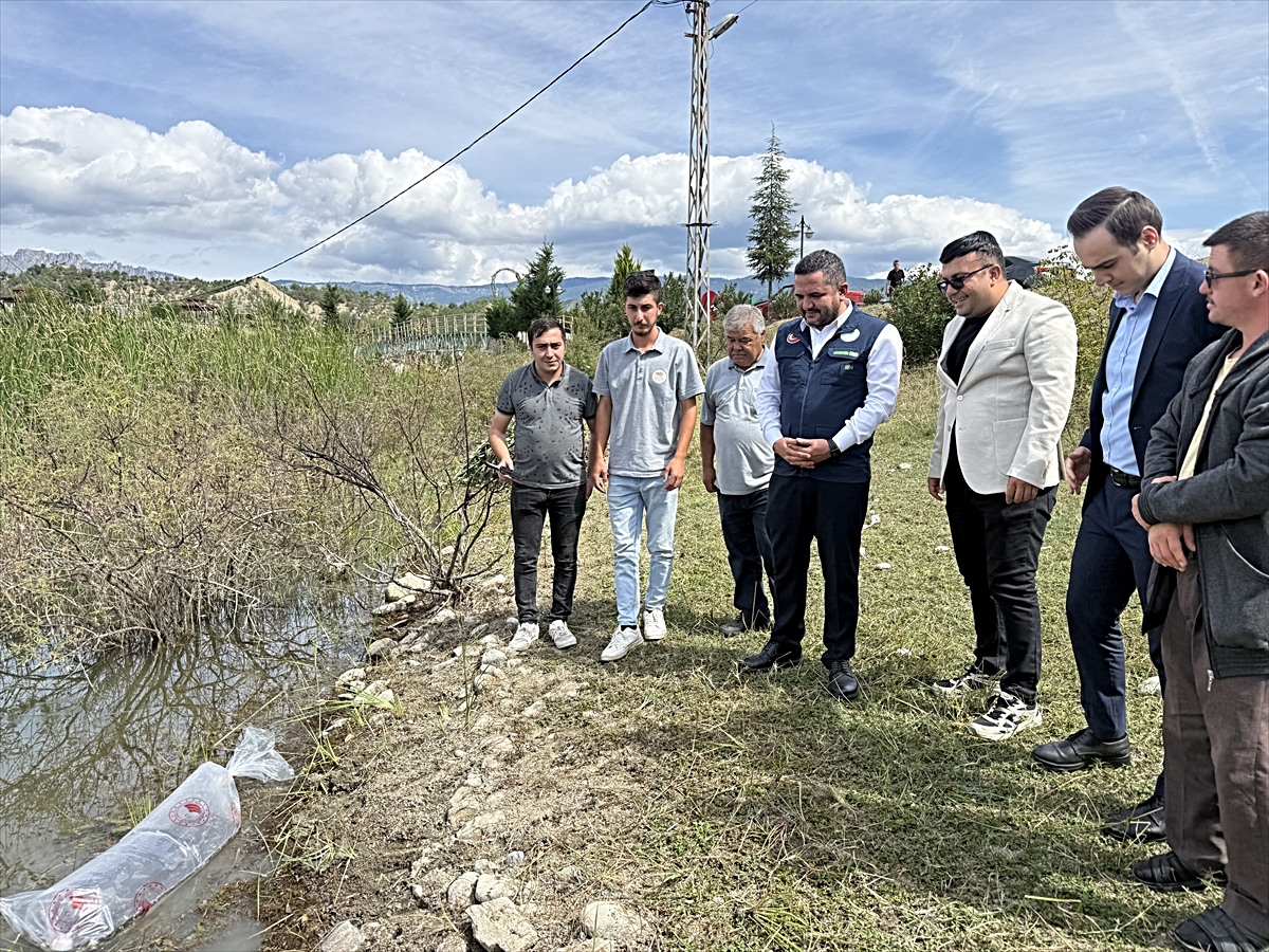 Sinop'ta göletlere 2 bin sazan yavrusu salındı