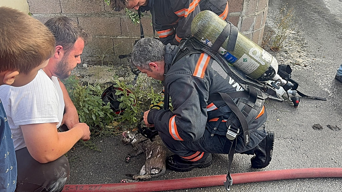 Sakarya'da yangında dumandan etkilenen kediye kalp masajı yapıldı, kurtarılamadı