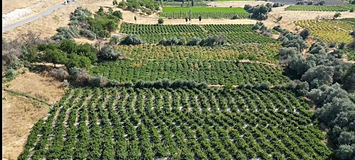 2 bin 800 yıllık coğrafi işaretli Erciş üzümünde bağ bozumu başladı