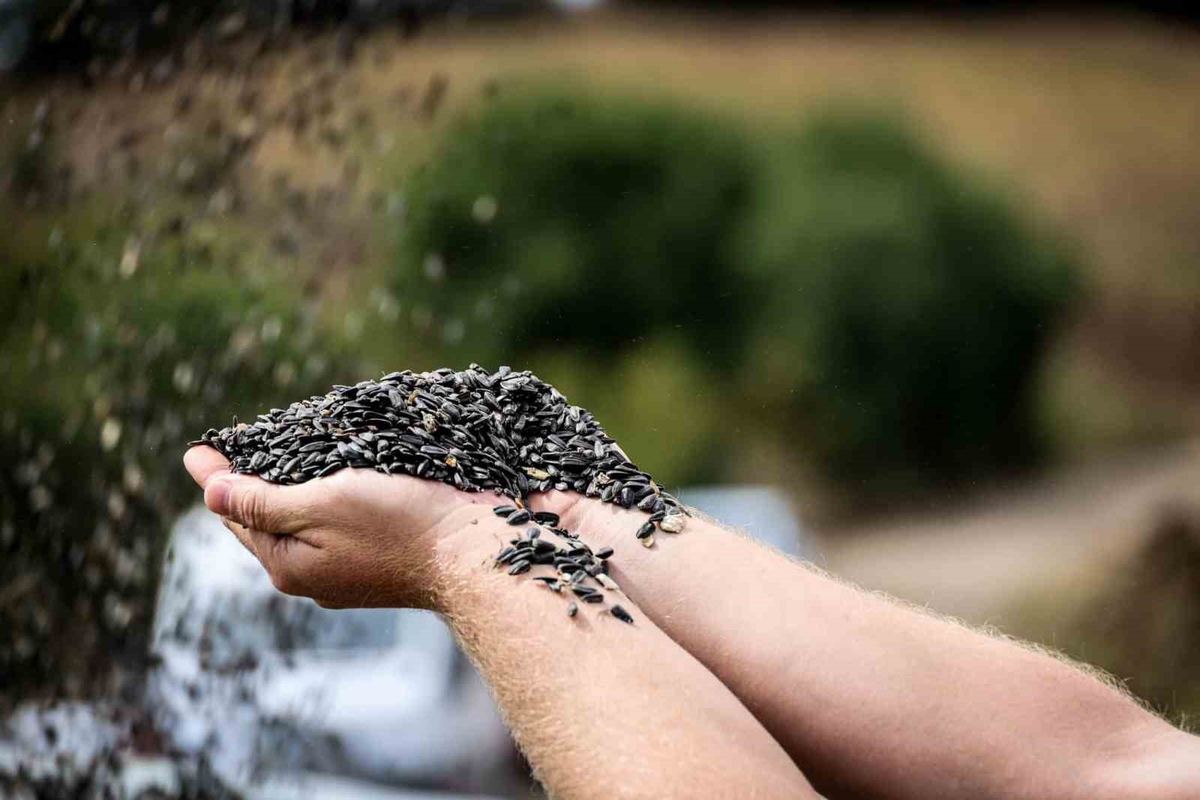 Çayırlı’da 'doğanın sarı gelini' ayçiçeğinde hasat başladı