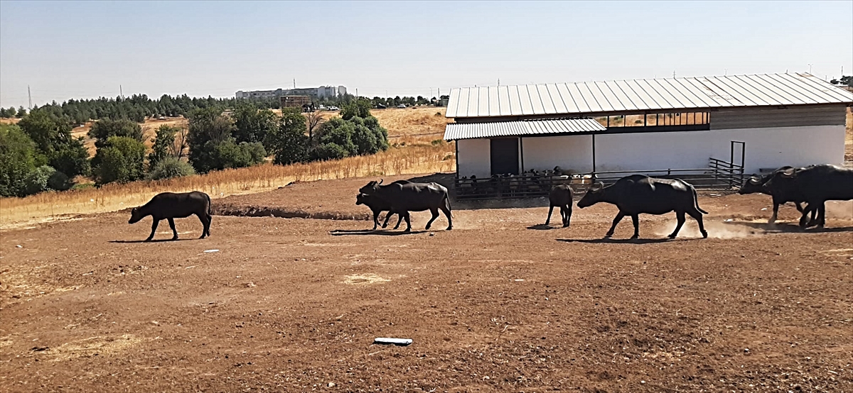 Diyarbakır'da İtalyan mandalarıyla genetik ıslah çalışması yürütülüyor