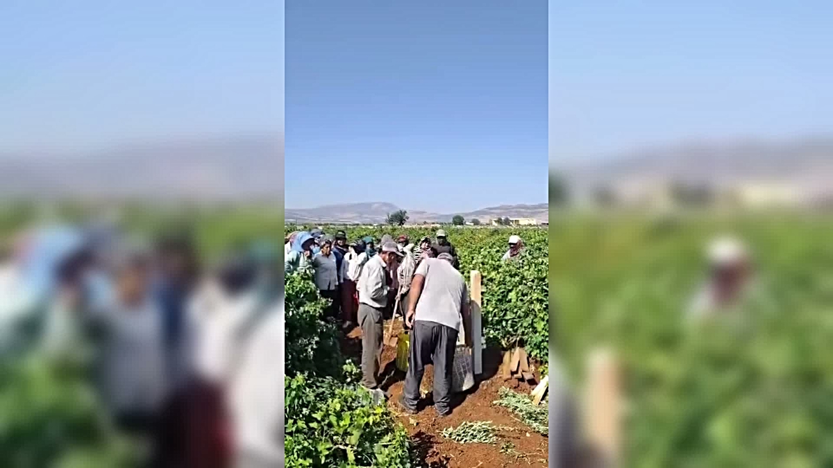 Kilis’te yaş üzüm fiyatına ilginç protesto: Bağlarda sela okuyup dua ettiler