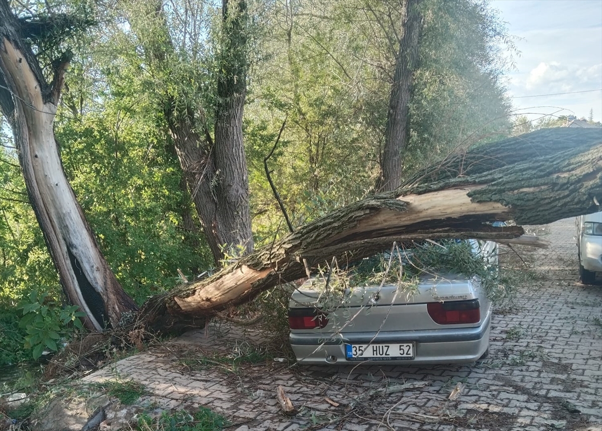 Konya'da otomobilin üzerine ağaç devrildi