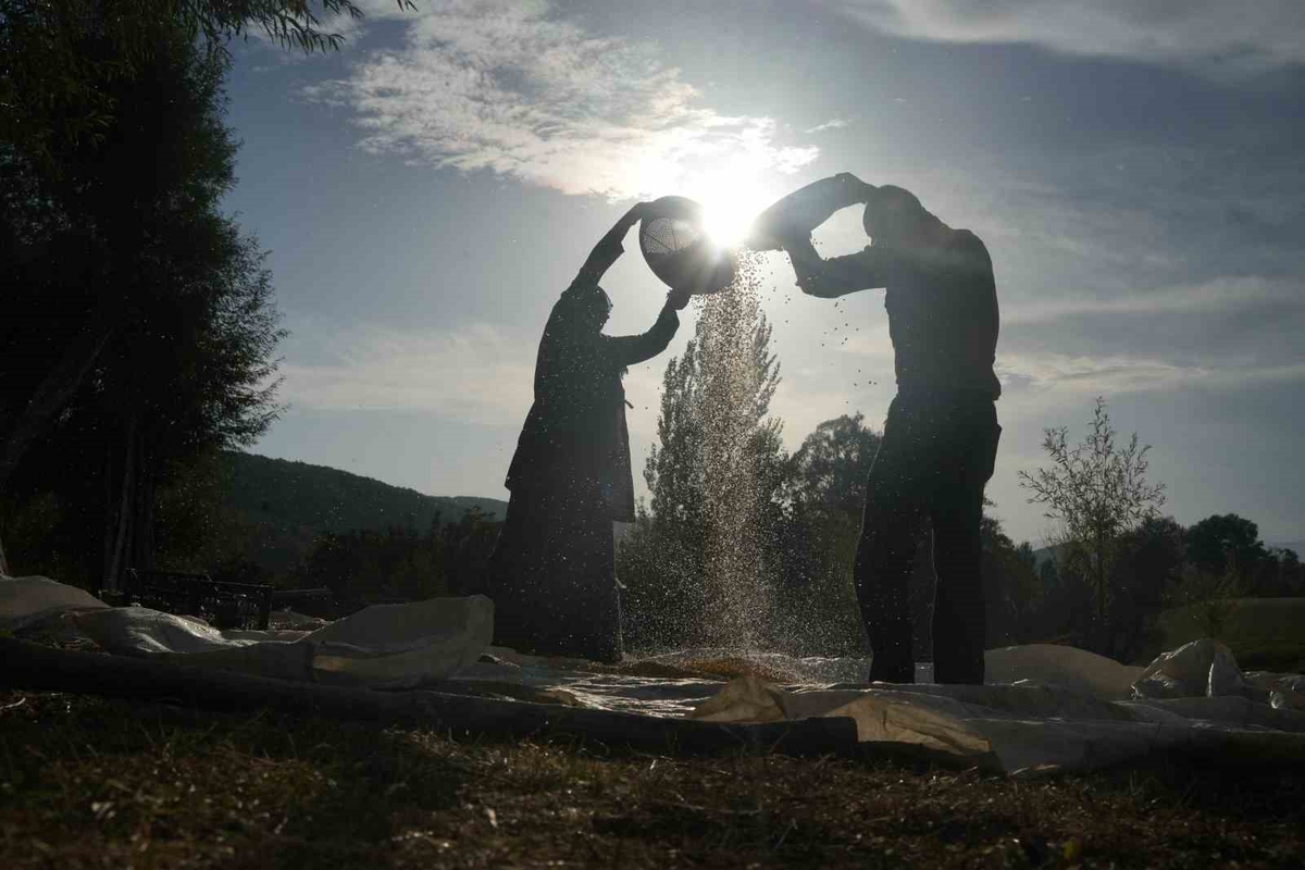 Muş’ta geleneksel yöntemle mısır hasadı