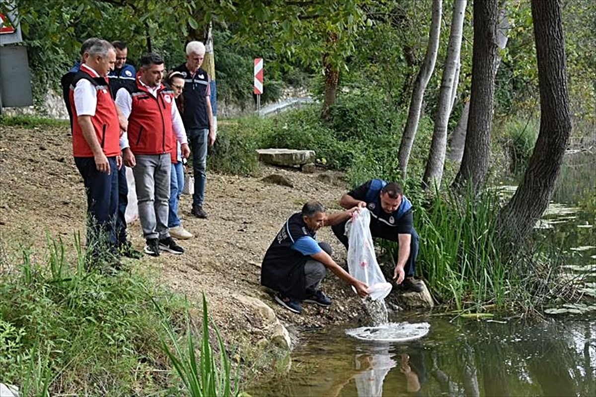 Ordu'daki göl, gölet ve barajlara 80 bin yavru sazan bırakıldı